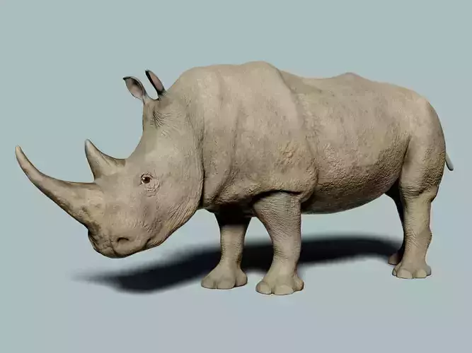 White Rhinoceros 3D model