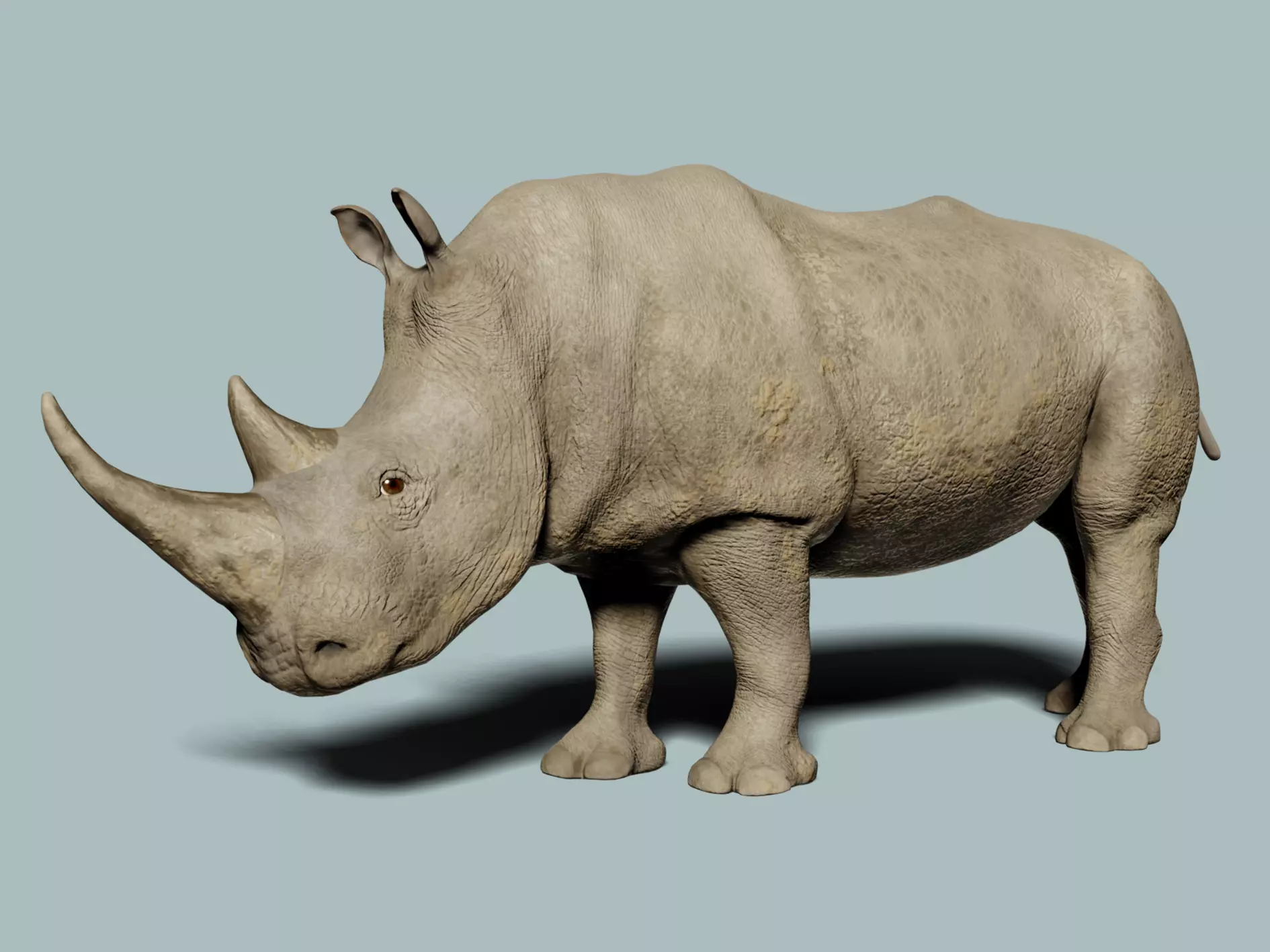 White Rhinoceros 3D model_0