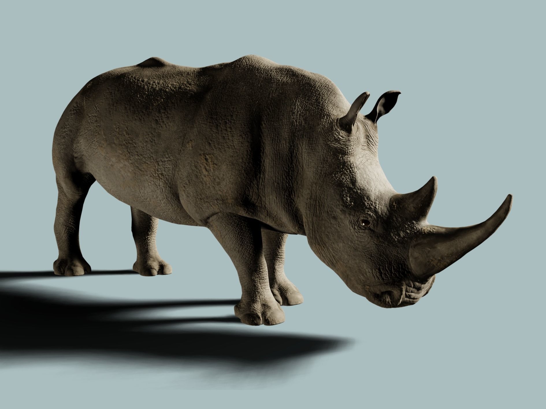 White Rhinoceros 3D model_9