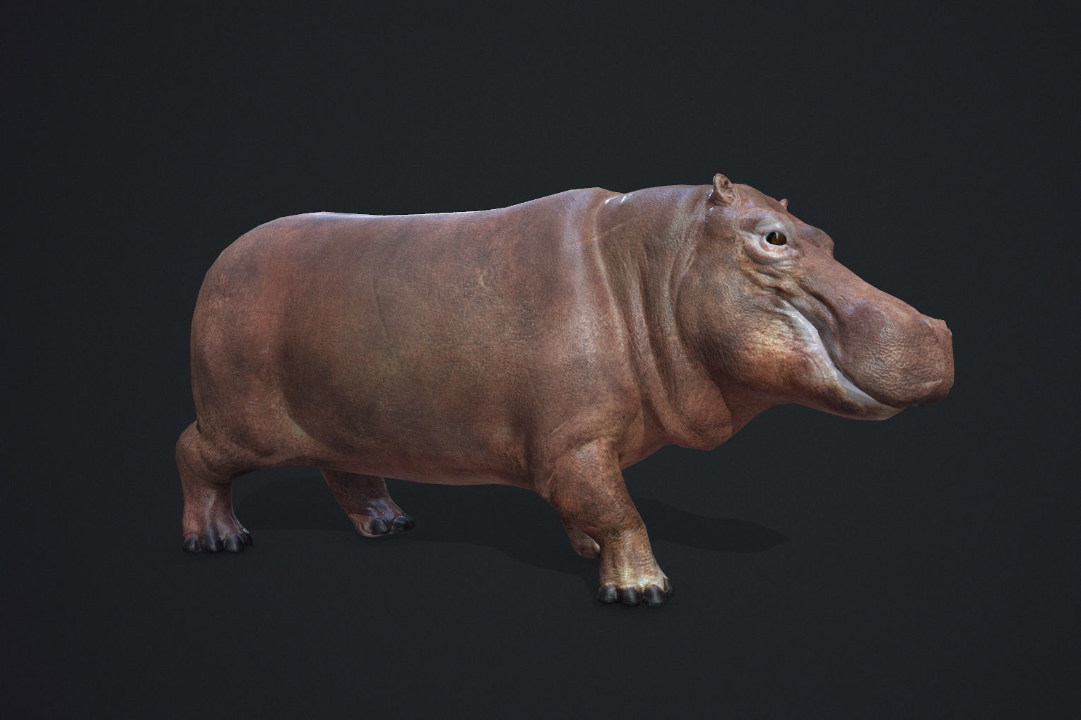 Hippopotamus - Game Ready Low-poly 3D model_5