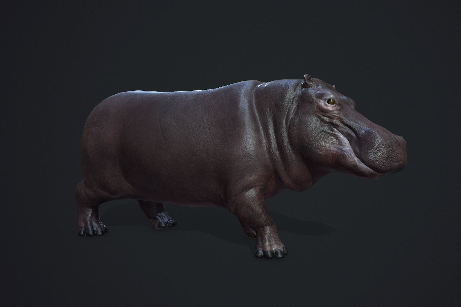 Hippopotamus - Game Ready Low-poly 3D model_4