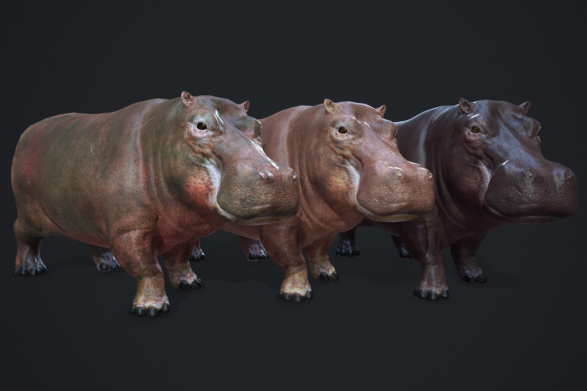 Hippopotamus - Game Ready Low-poly 3D model_2