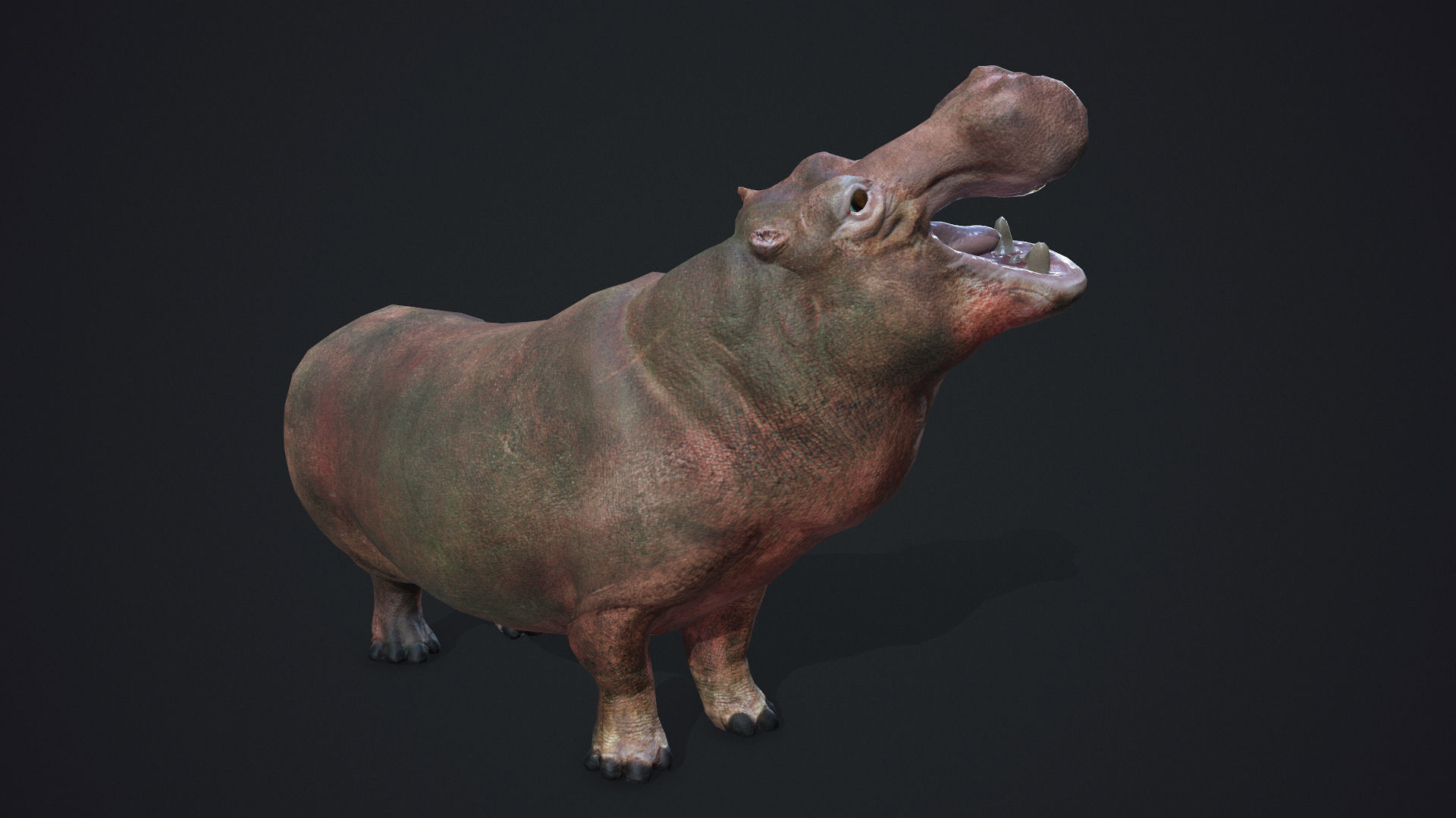 Hippopotamus - Game Ready Low-poly 3D model_6