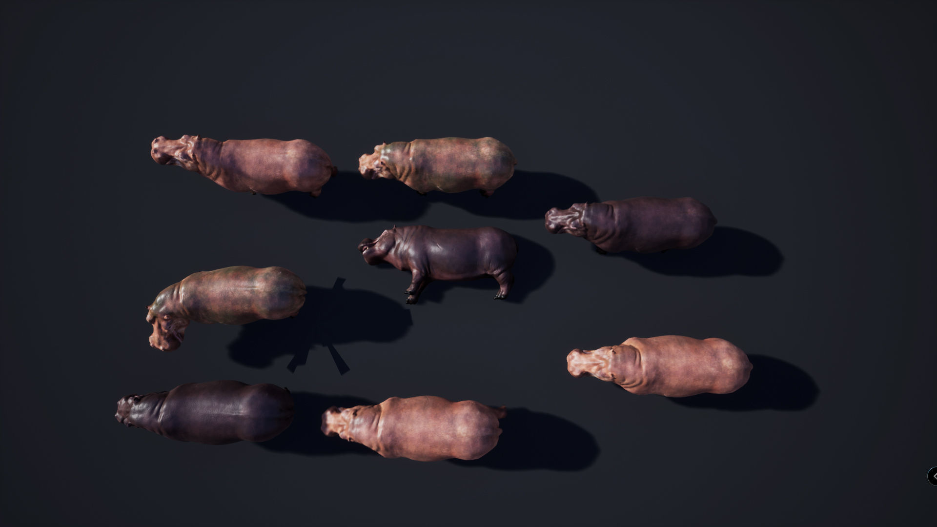 Hippopotamus - Game Ready Low-poly 3D model_9