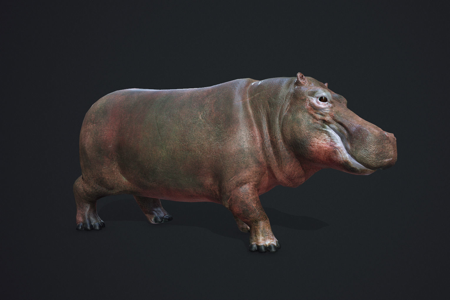 Hippopotamus - Game Ready Low-poly 3D model_3