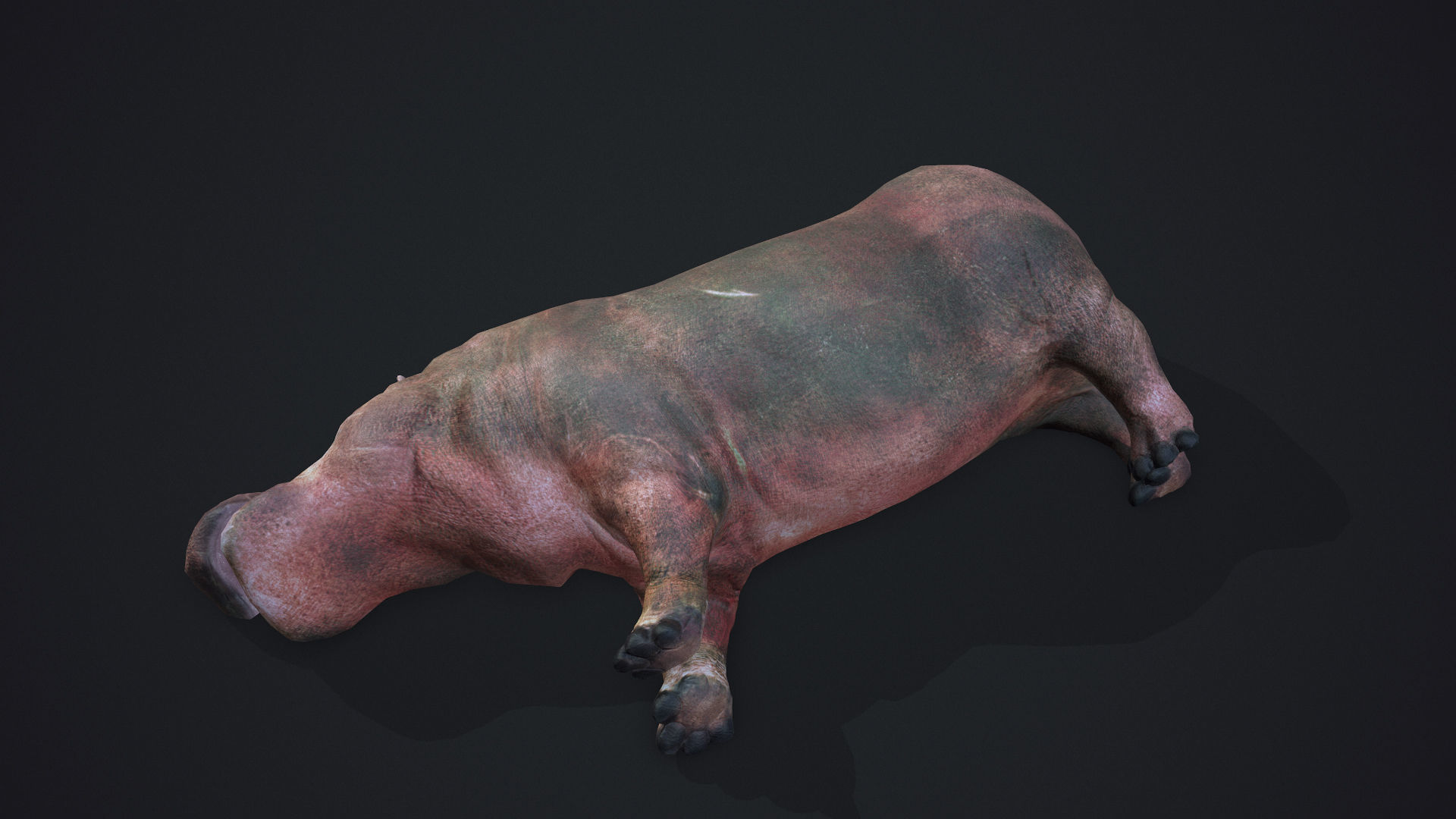 Hippopotamus - Game Ready Low-poly 3D model_7