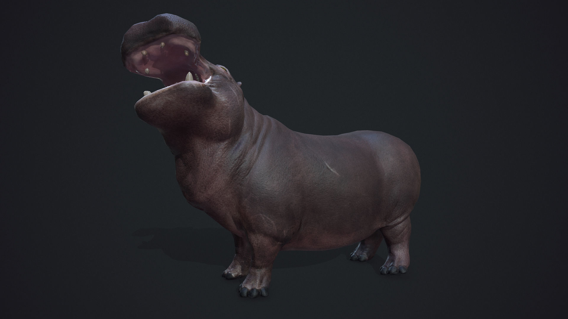 Hippopotamus - Game Ready Low-poly 3D model_8