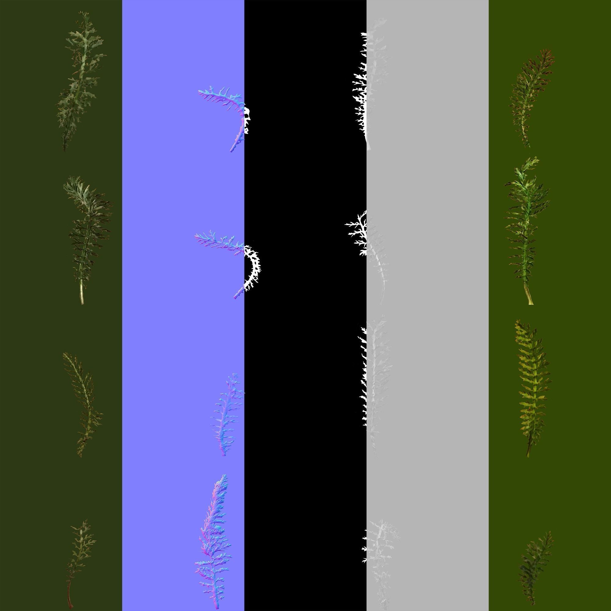 Bloodwort Dense Meadow Patch 3D model_15