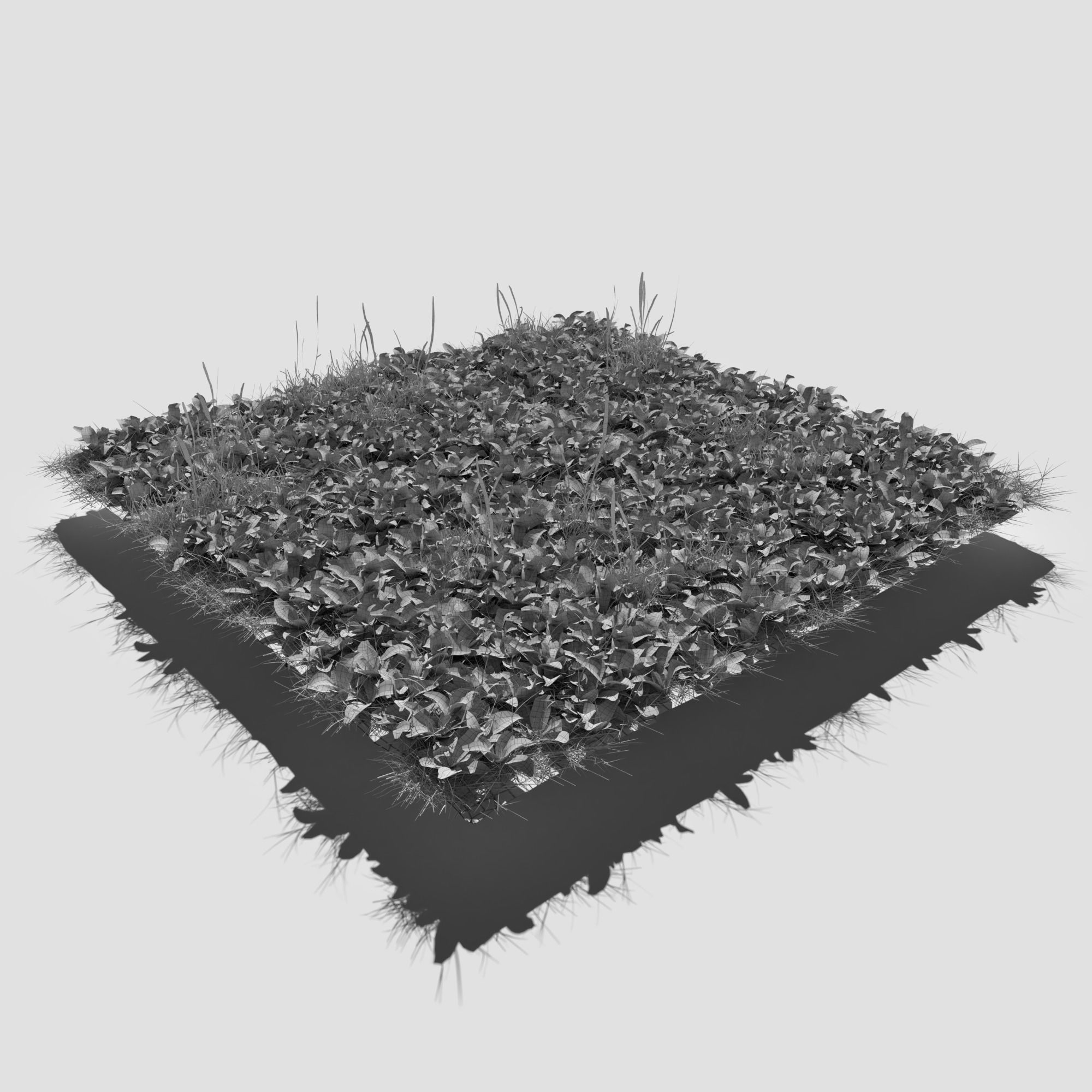 Bloodwort Dense Meadow Patch 3D model_6