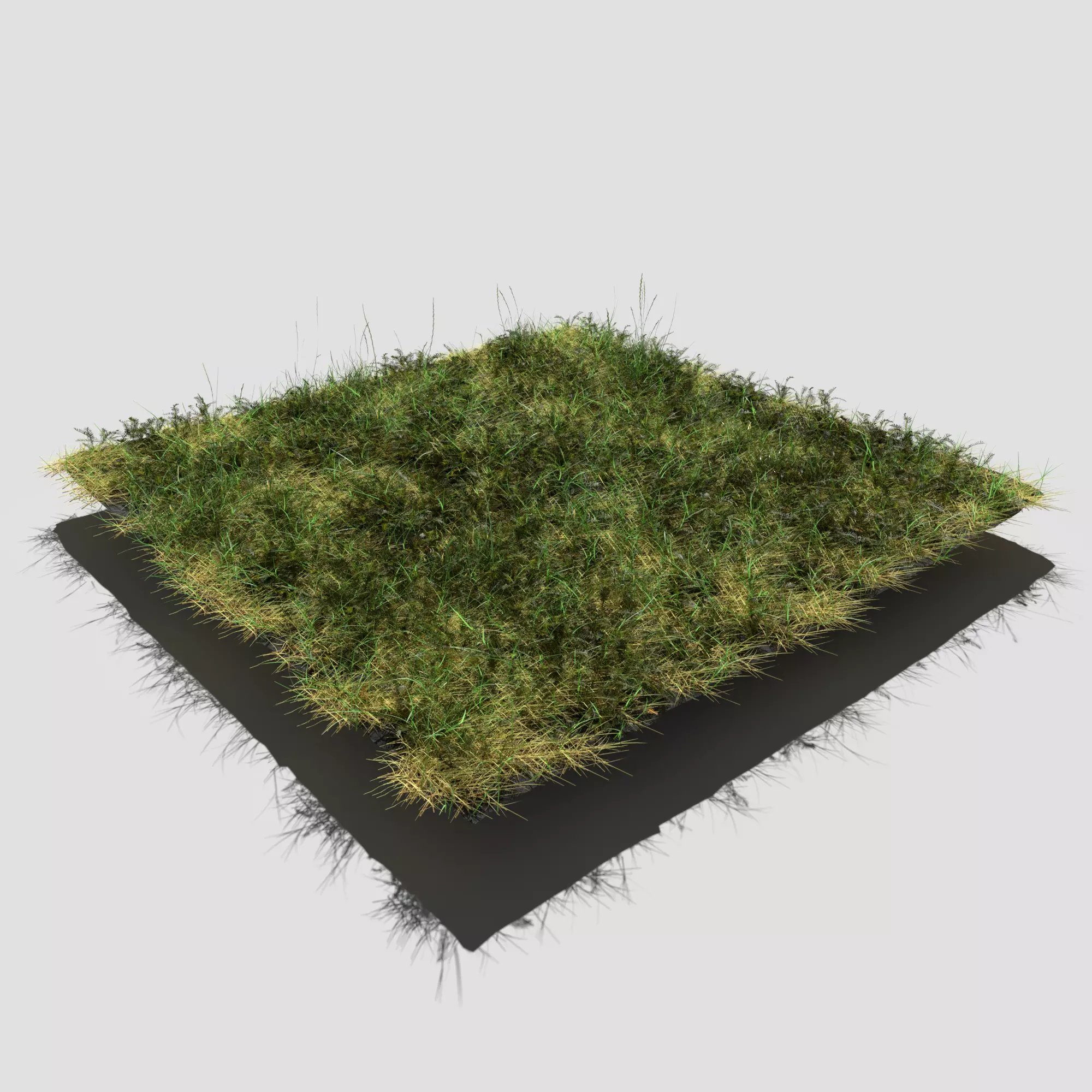 Bloodwort Dense Meadow Patch 3D model_0