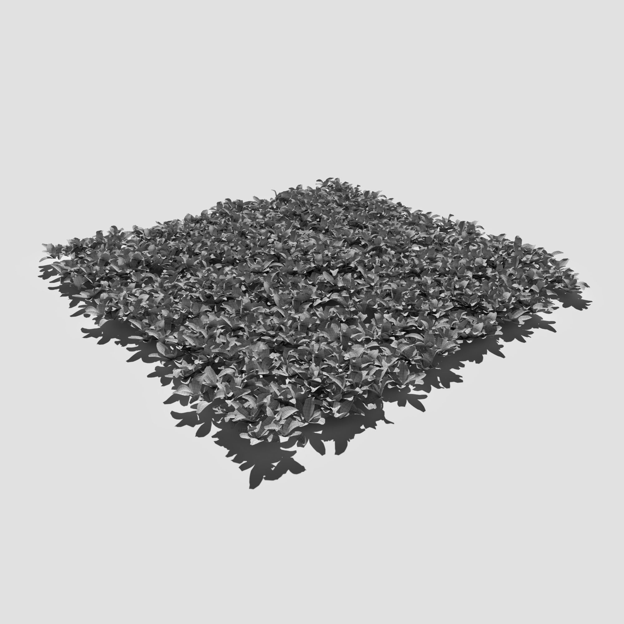 Bloodwort Dense Meadow Patch 3D model_10