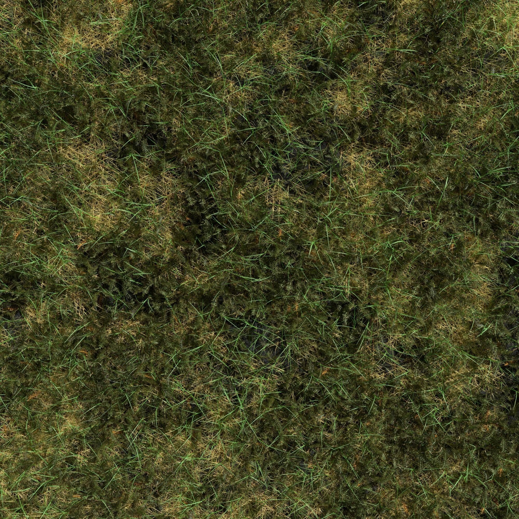 Bloodwort Dense Meadow Patch 3D model_3