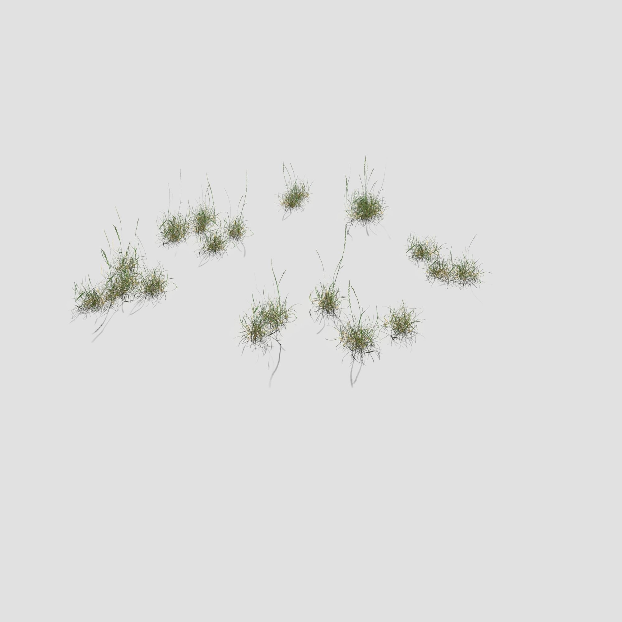 Bloodwort Dense Meadow Patch 3D model_13