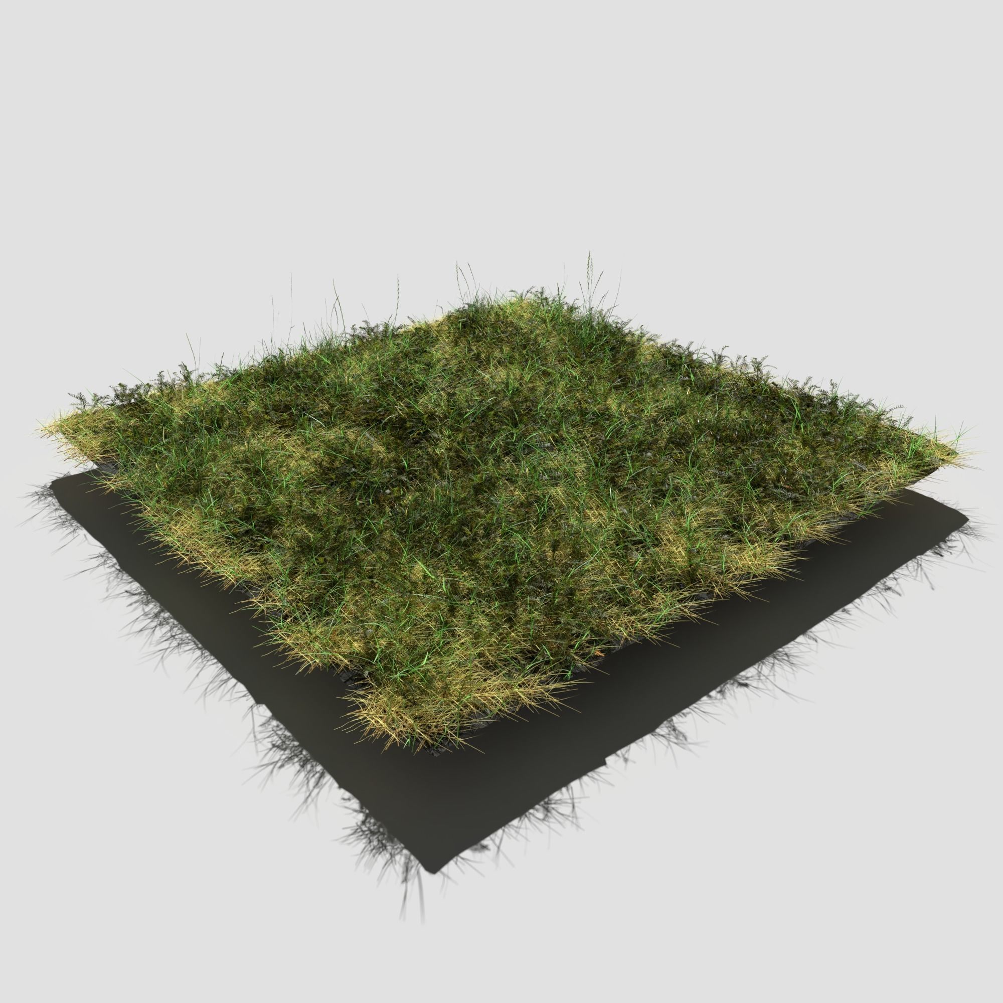 Bloodwort Dense Meadow Patch 3D model_5
