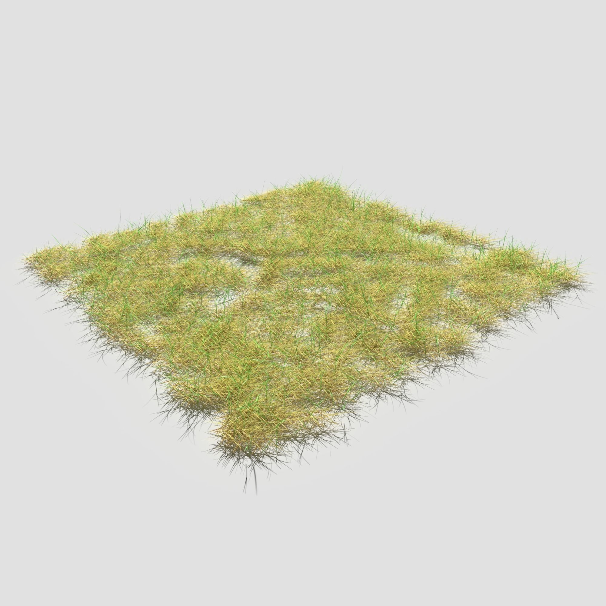 Bloodwort Dense Meadow Patch 3D model_11