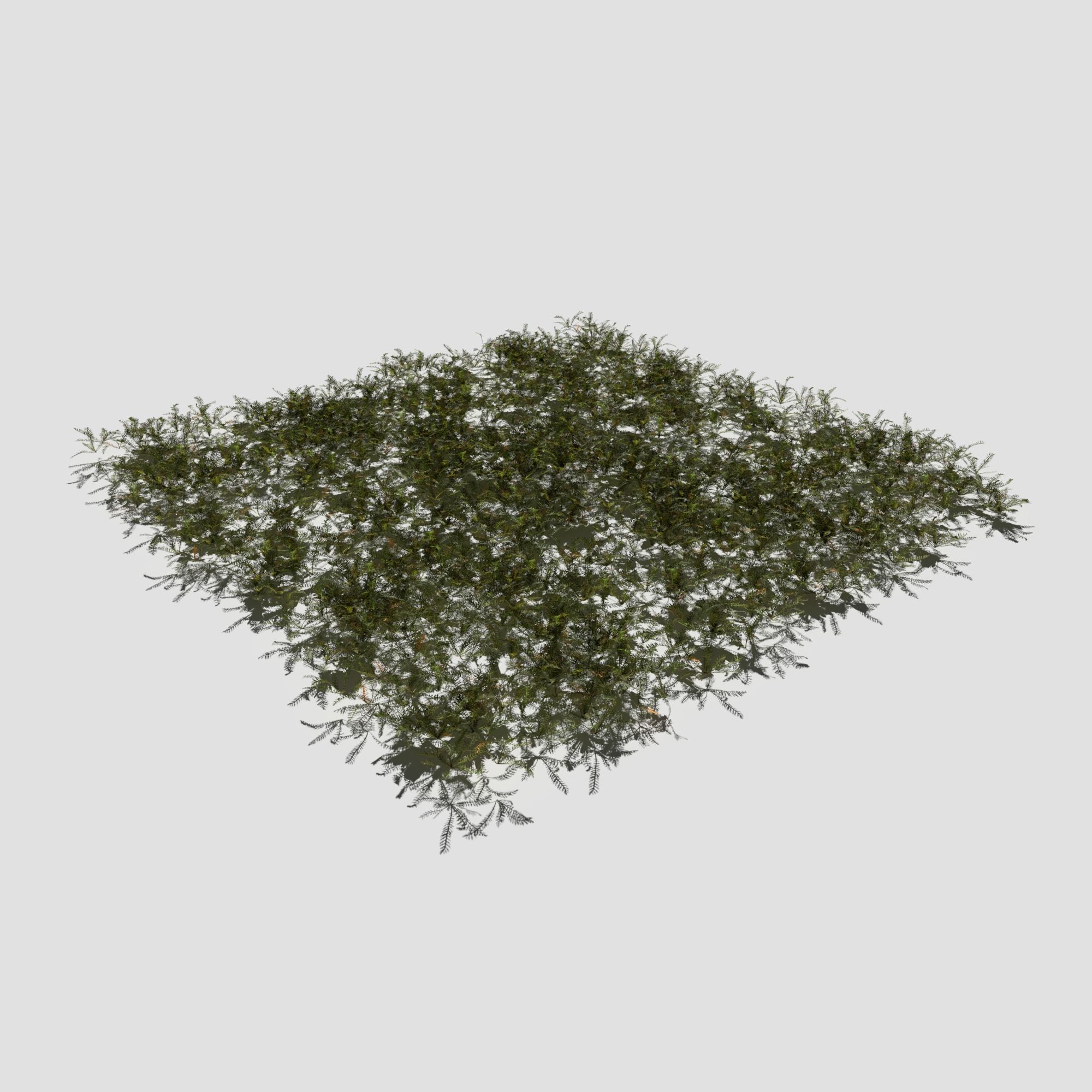 Bloodwort Dense Meadow Patch 3D model_9
