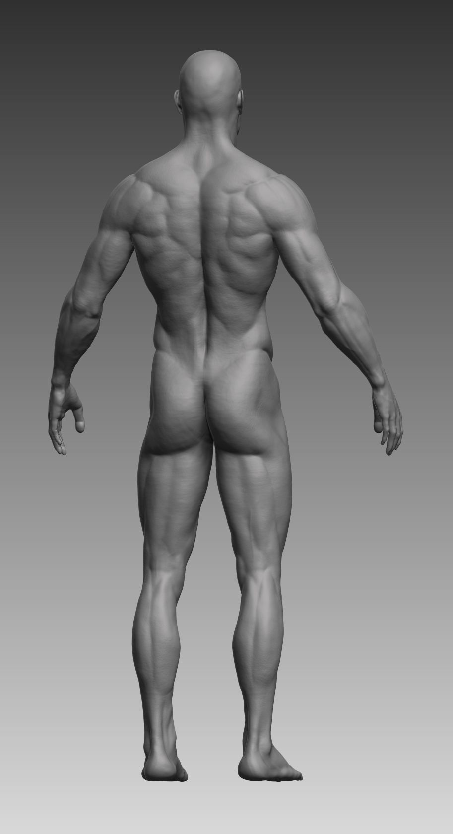 Anatomical body base mesh Low-poly 3D model_4