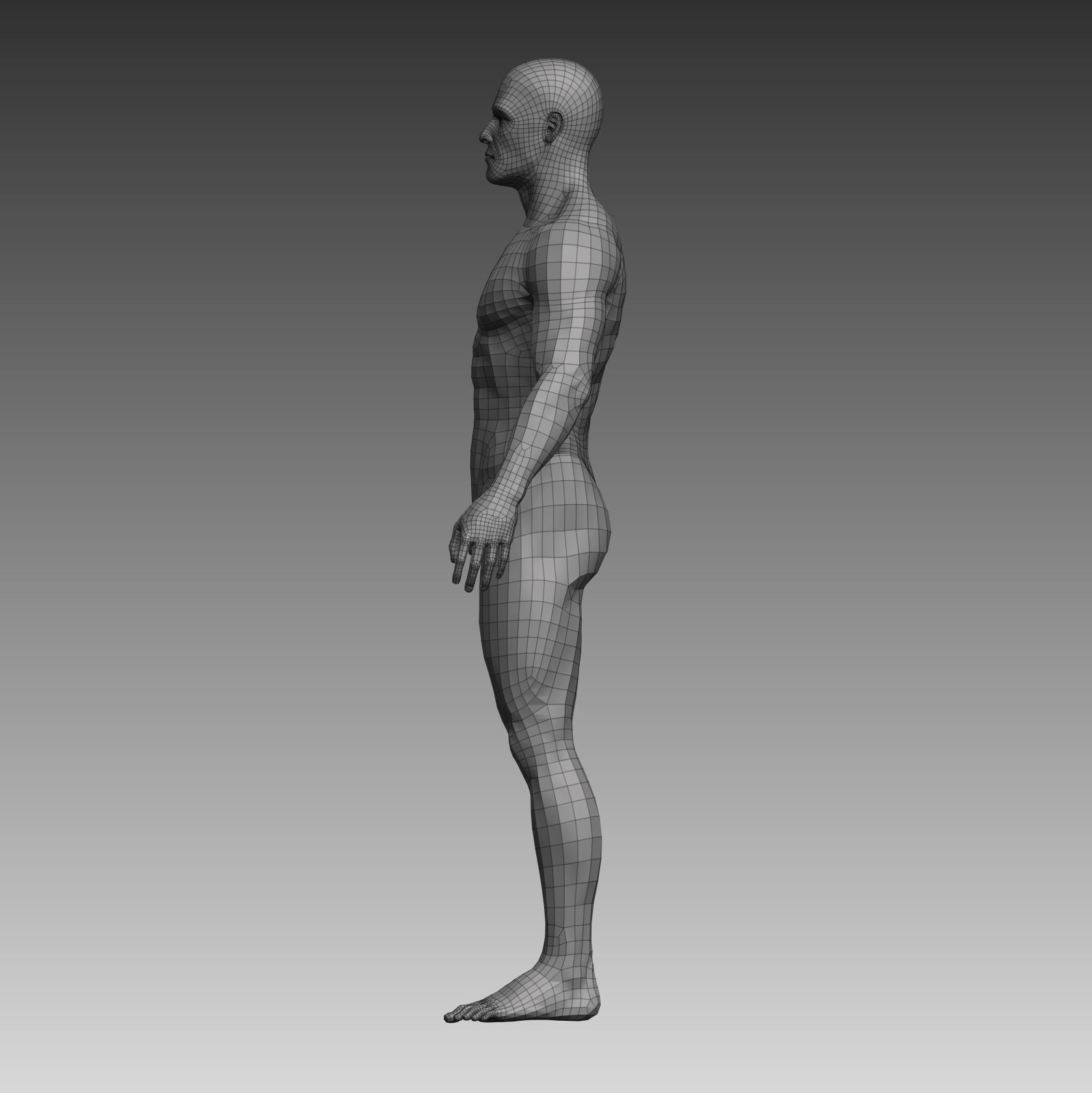 Anatomical body base mesh Low-poly 3D model_1