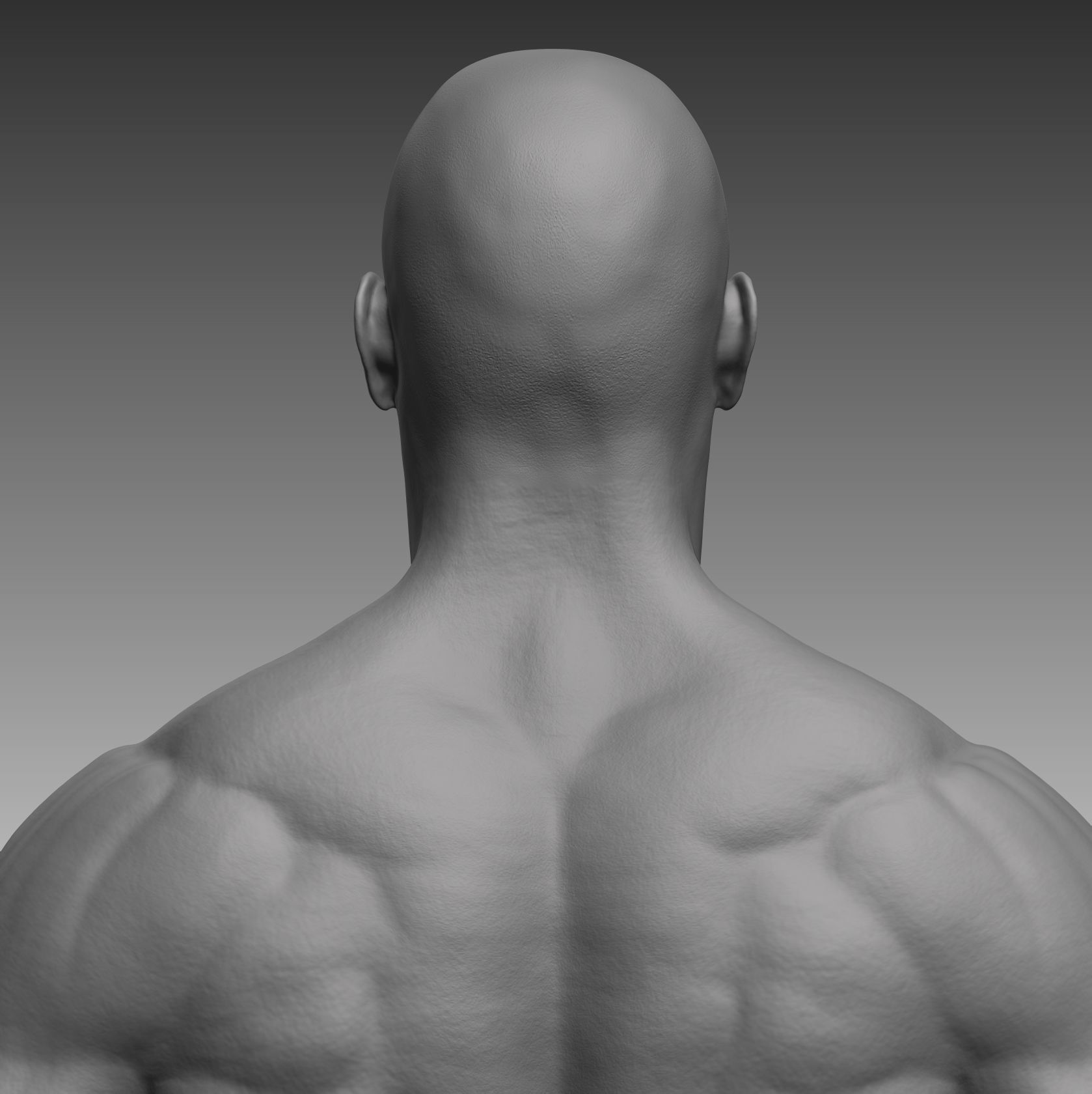 Anatomical body base mesh Low-poly 3D model_6