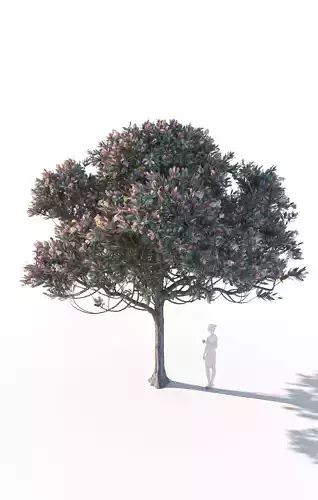Bronze loquat eriobotrya deflexa mature 3D model