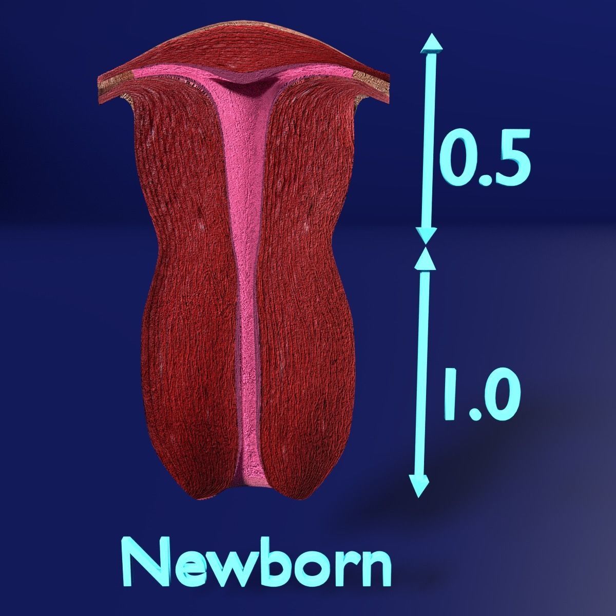 uterus stages  cut section animated labelled 3D model_5