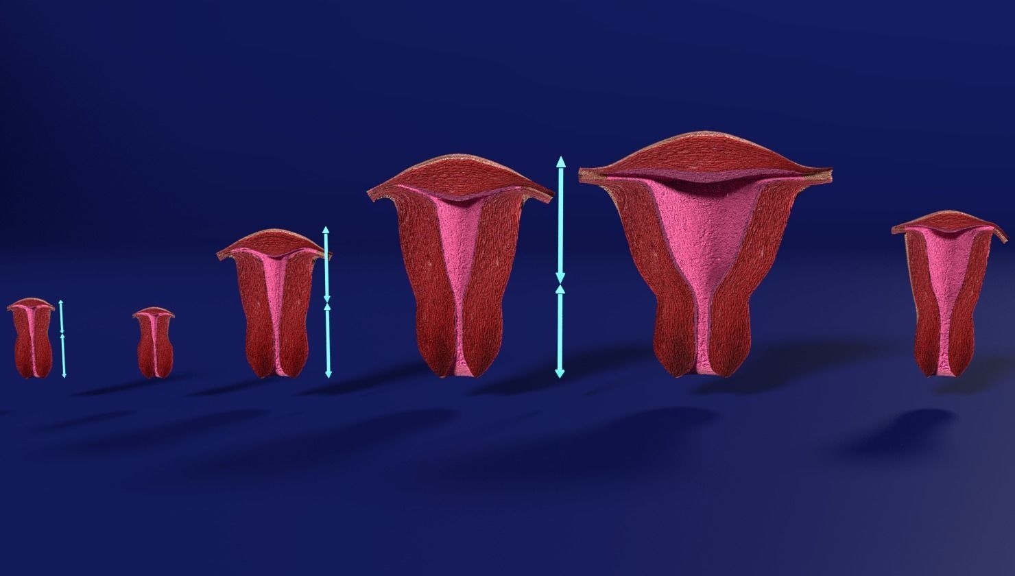 uterus stages  cut section animated labelled 3D model_3