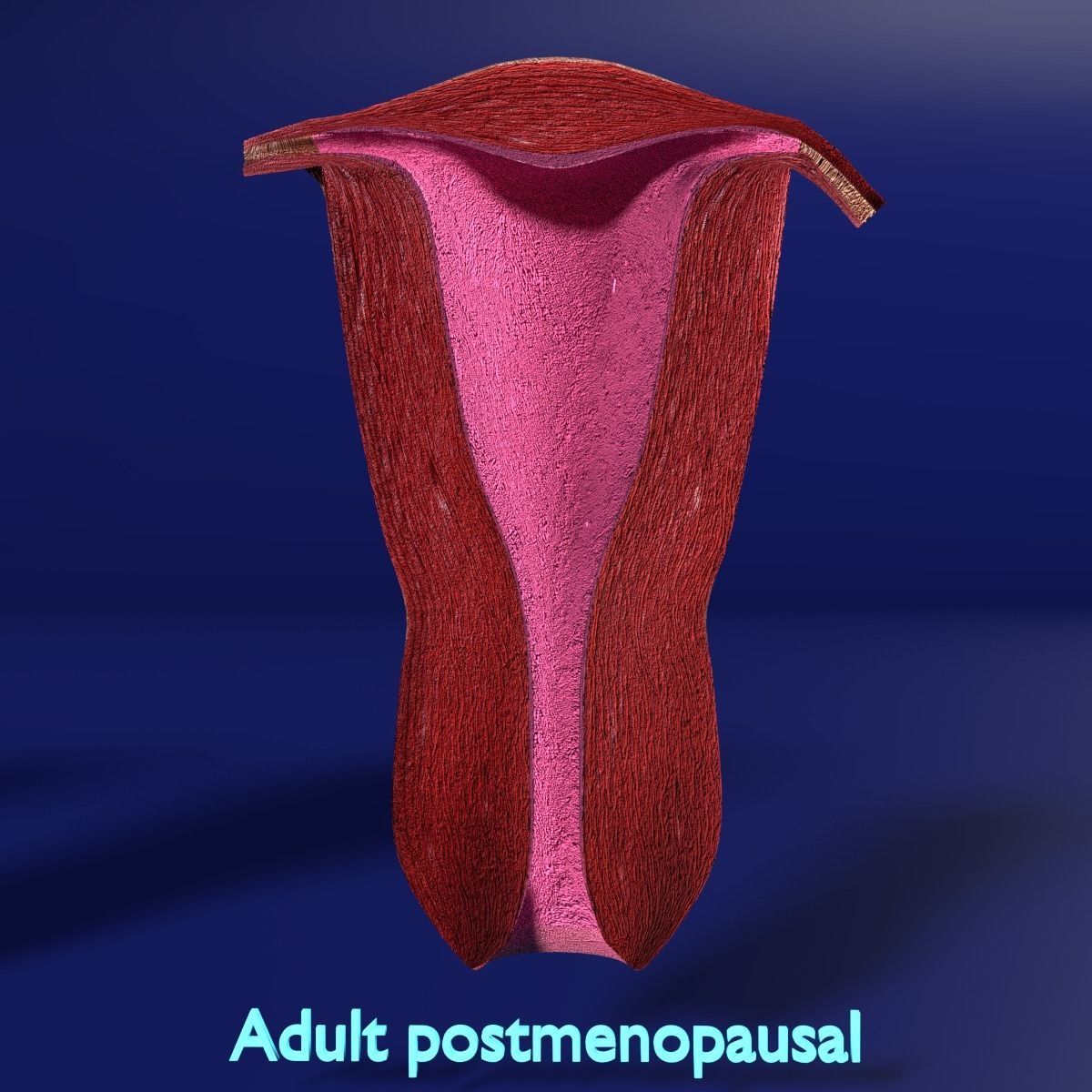 uterus stages  cut section animated labelled 3D model_10