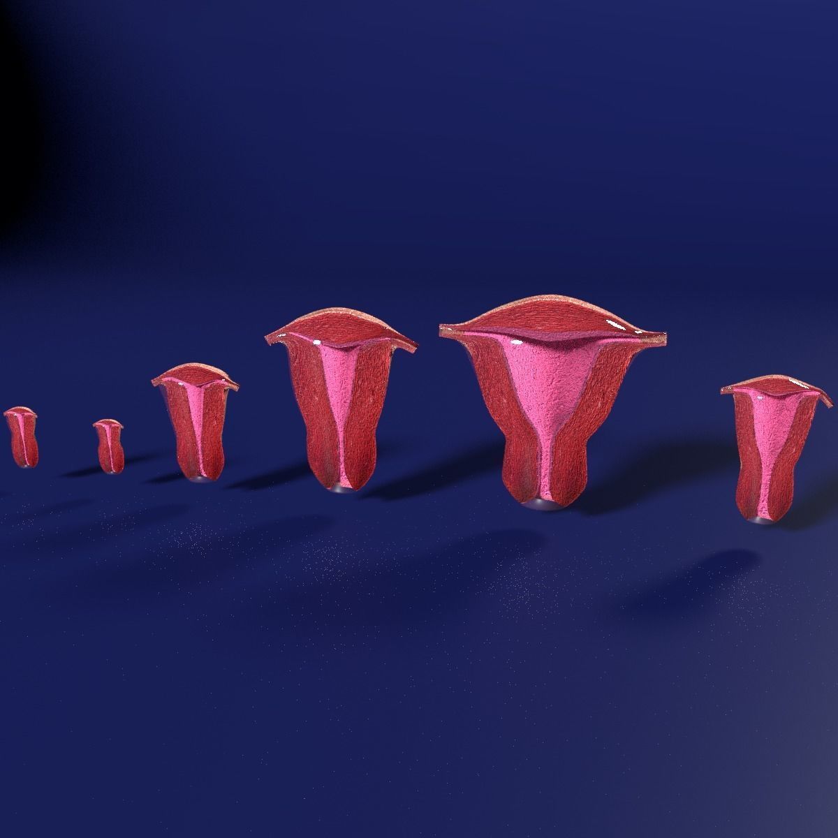 uterus stages  cut section animated labelled 3D model_11