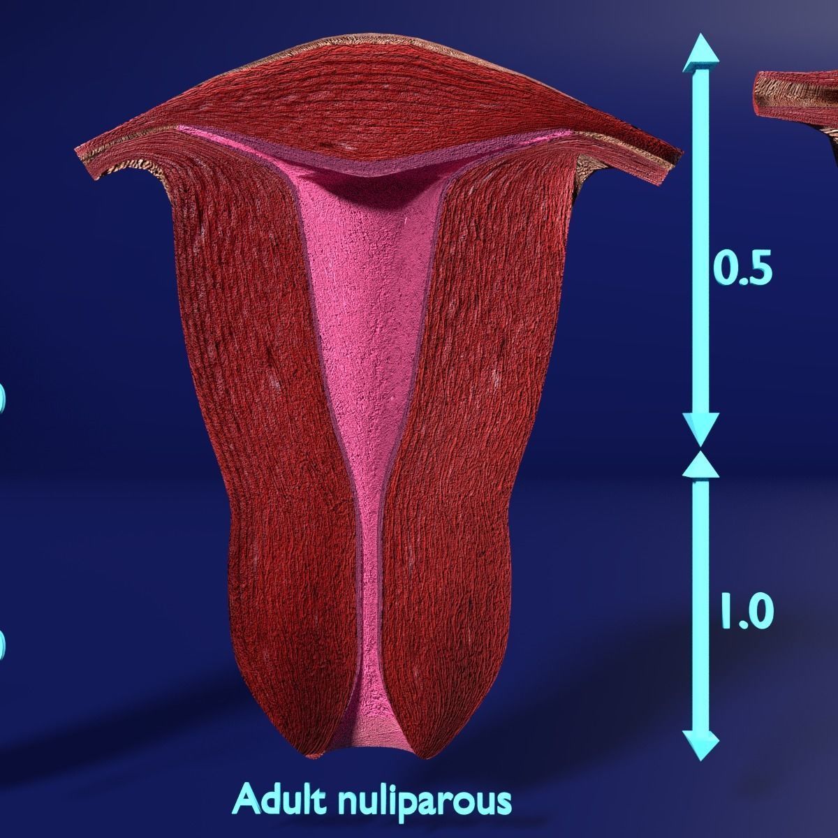 uterus stages  cut section animated labelled 3D model_8