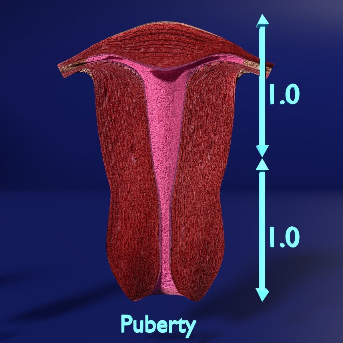 uterus stages  cut section animated labelled 3D model_7