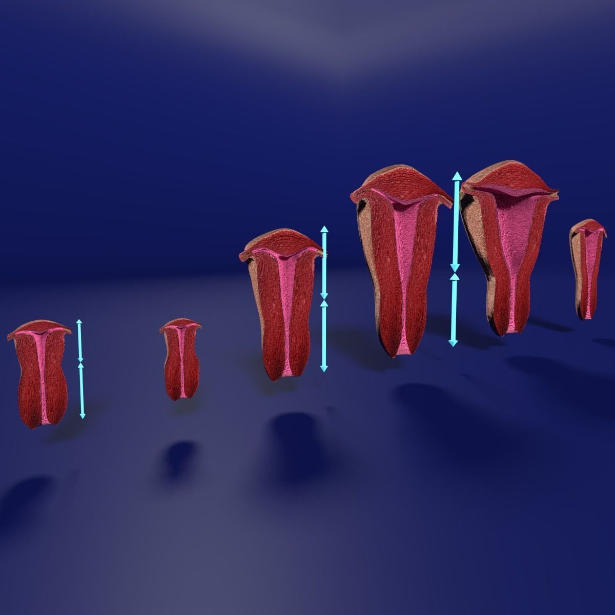 uterus stages  cut section animated labelled 3D model_4