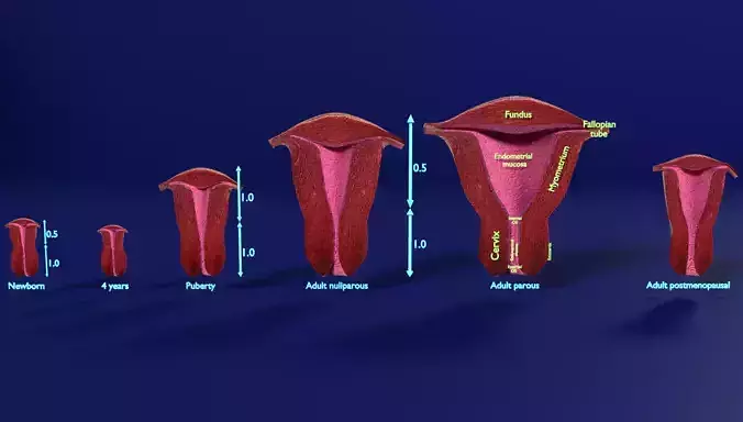 uterus stages  cut section animated labelled