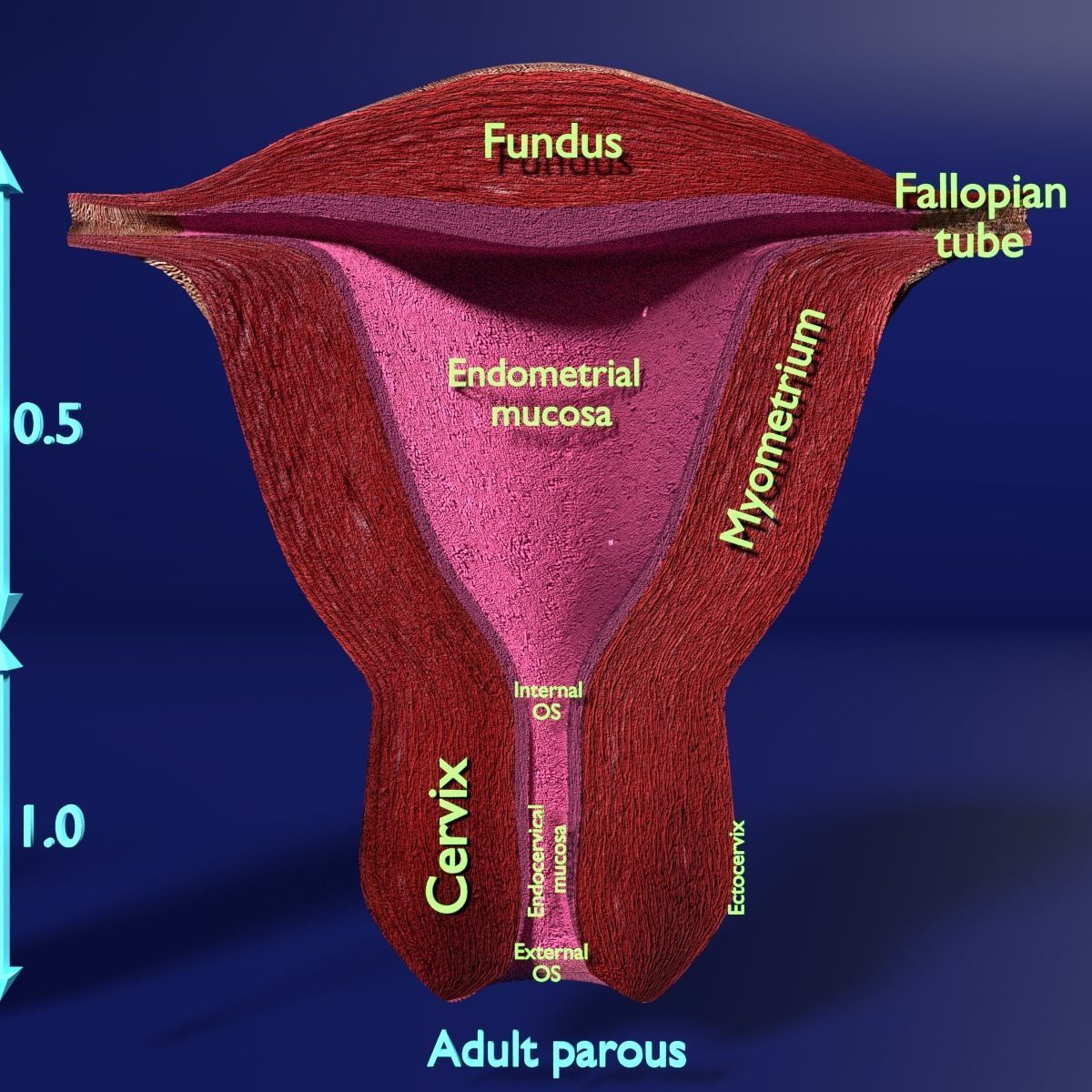 uterus stages  cut section animated labelled 3D model_9