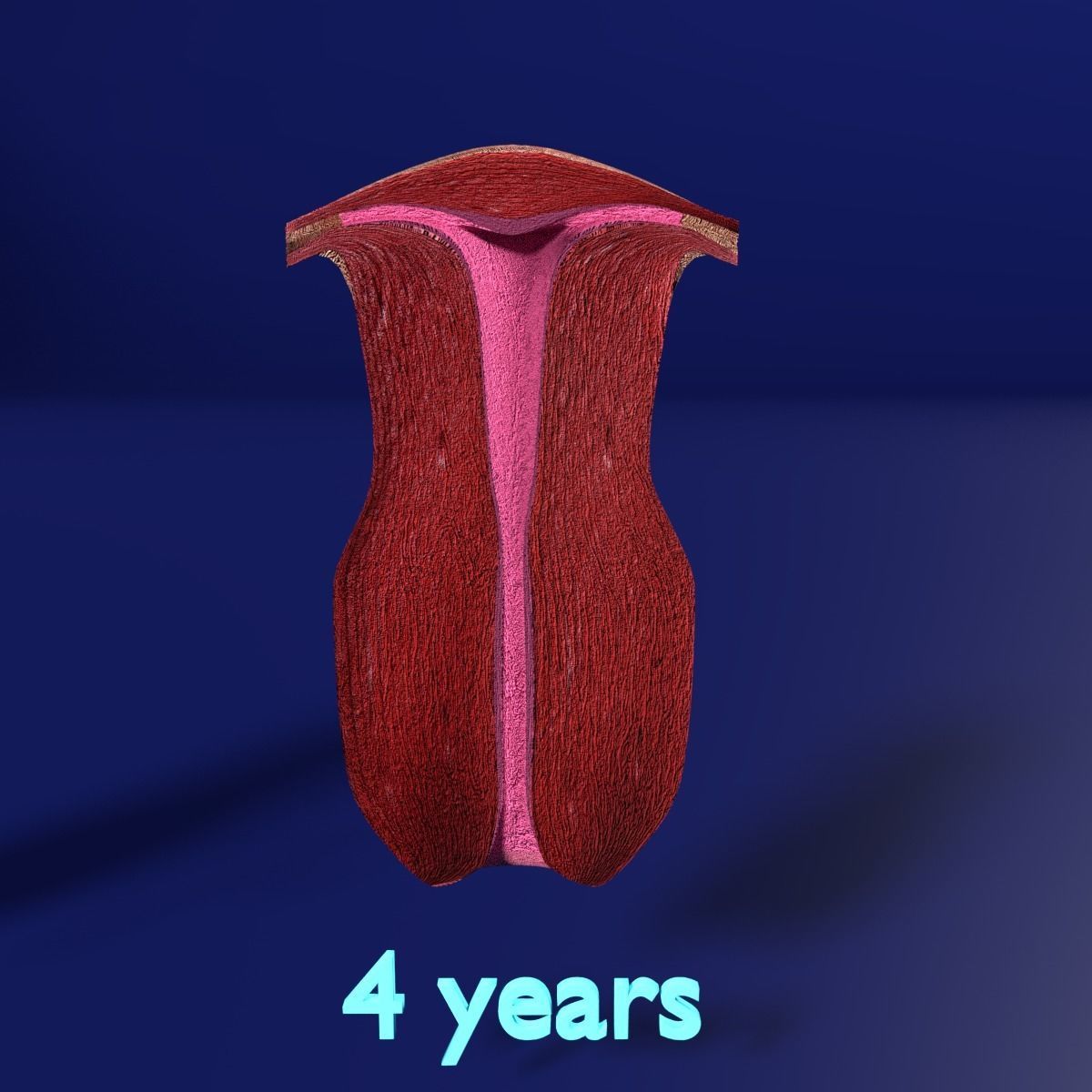 uterus stages  cut section animated labelled 3D model_6