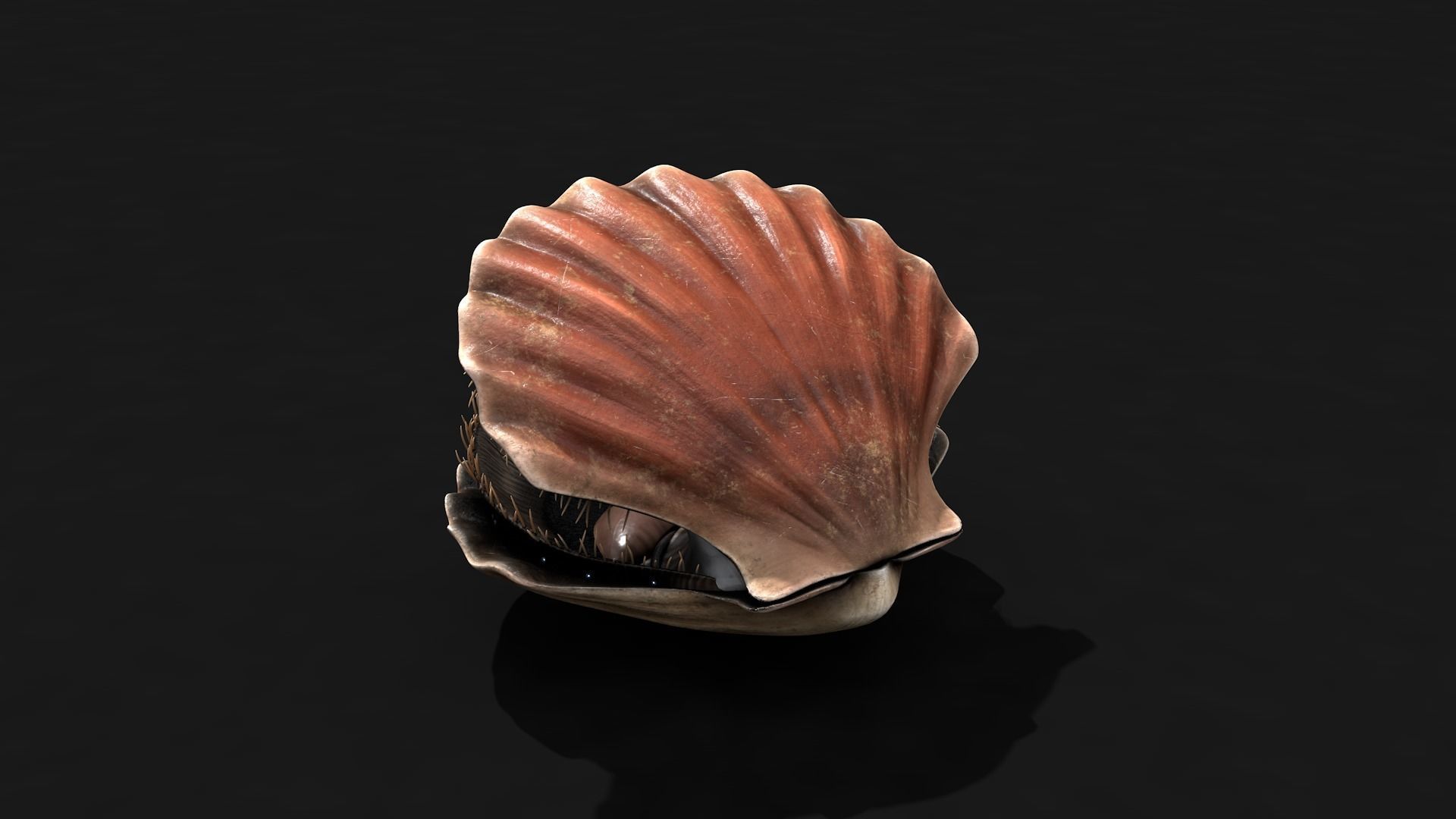 Scallop shell Low-poly 3D model_2