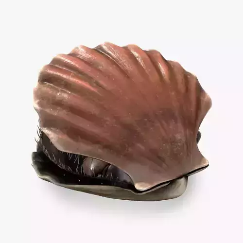 Scallop shell Low-poly 3D model
