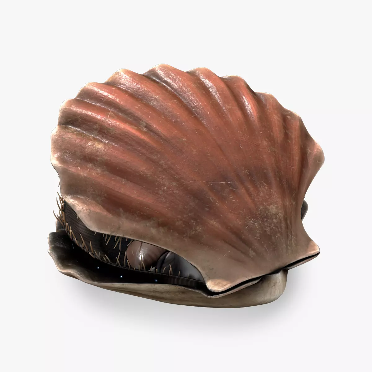 Scallop shell Low-poly 3D model_0