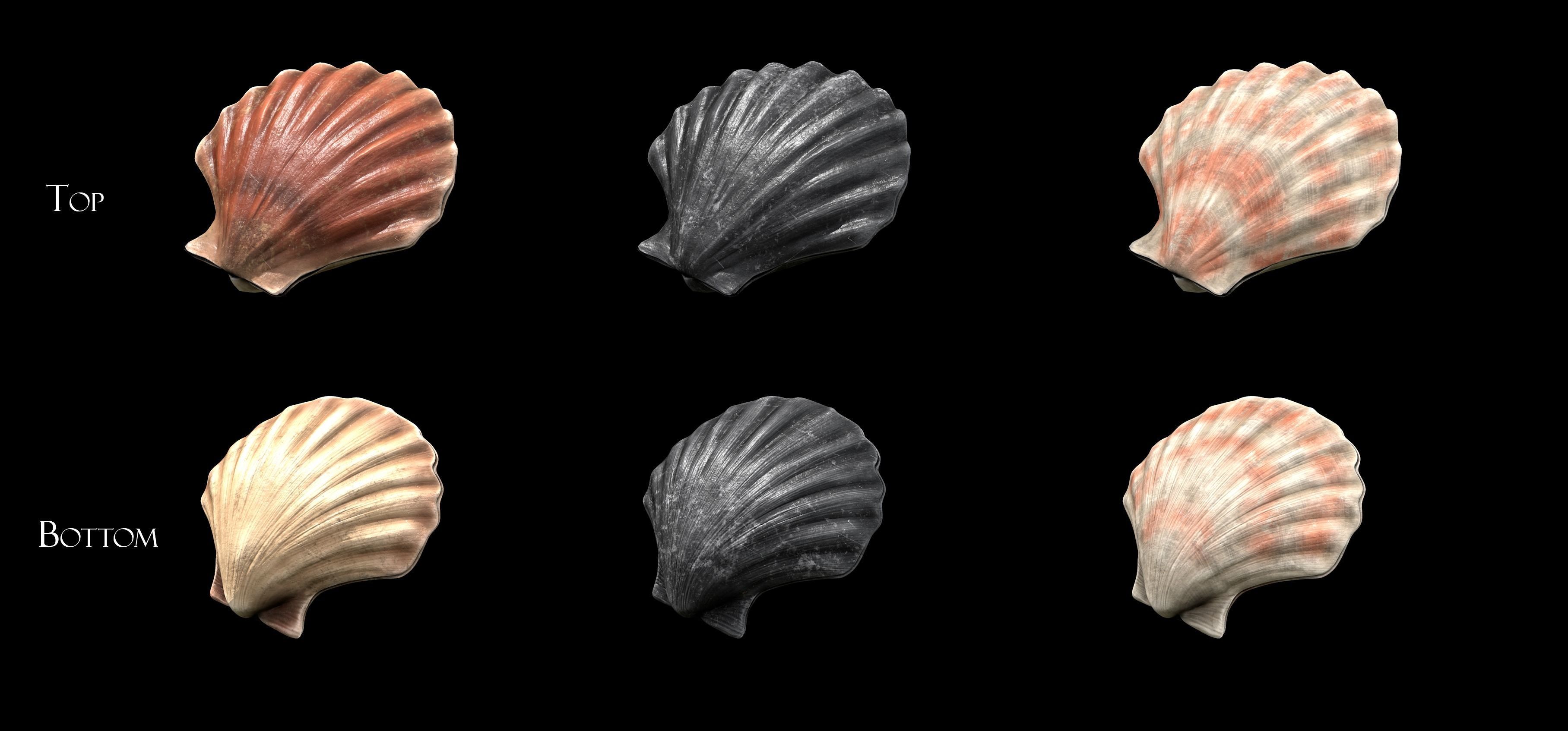 Scallop shell Low-poly 3D model_4