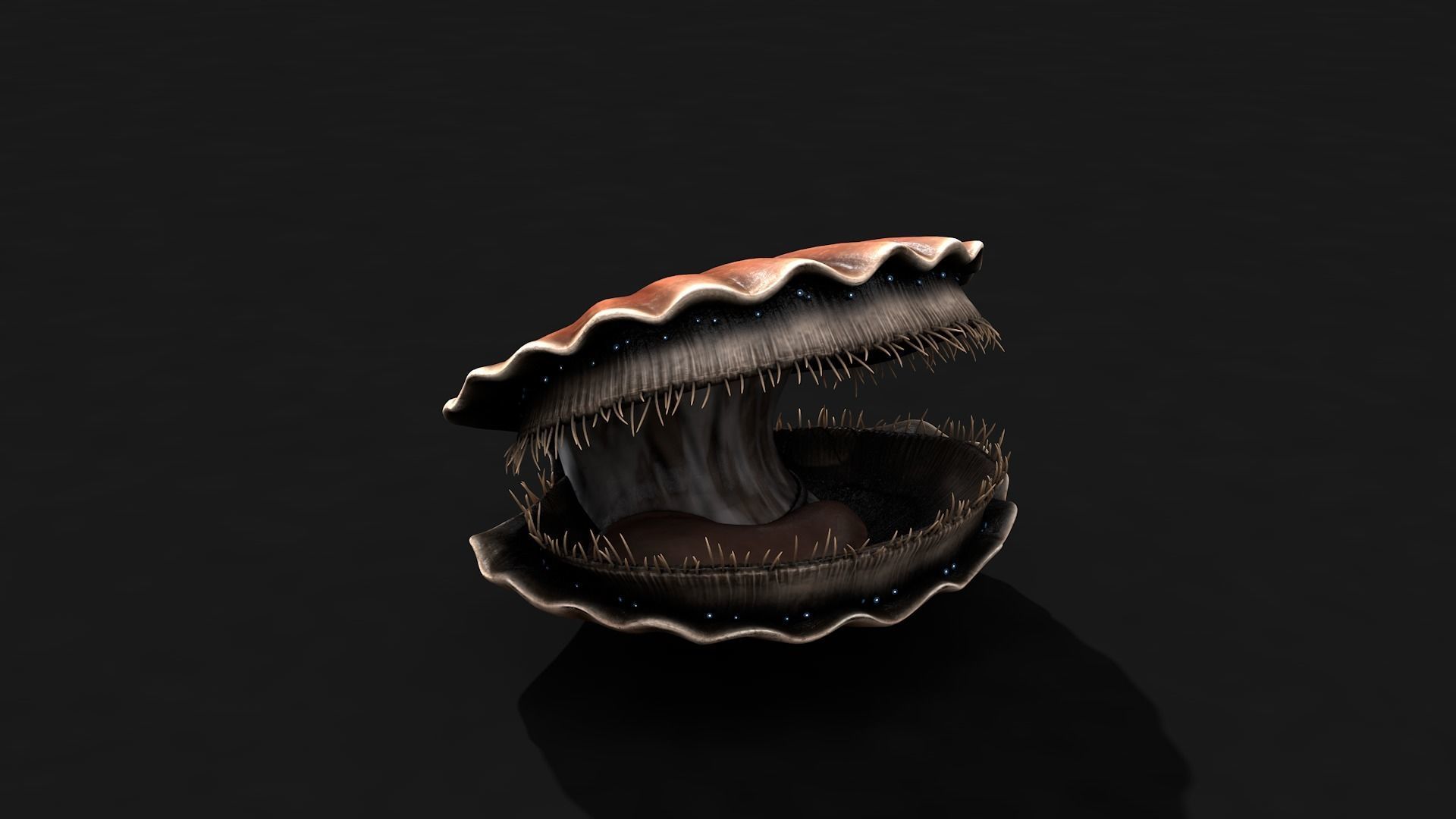 Scallop shell Low-poly 3D model_3