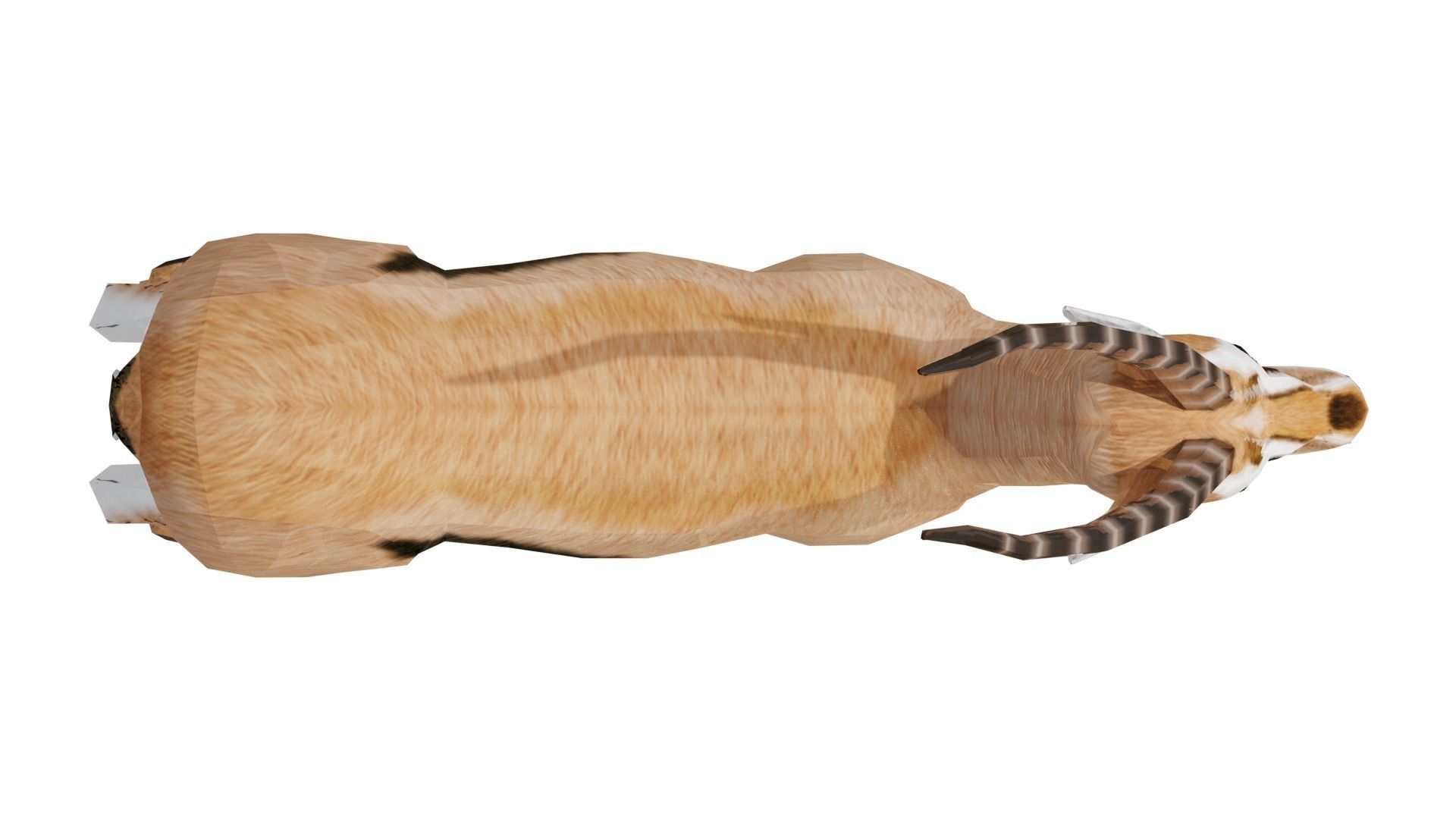 Gazelle  Low-poly 3D model_2