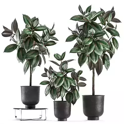 Ficus trees in a pot for the interior 848