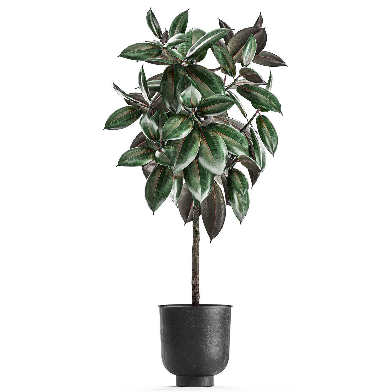 Ficus trees in a pot for the interior 848 3D model_4