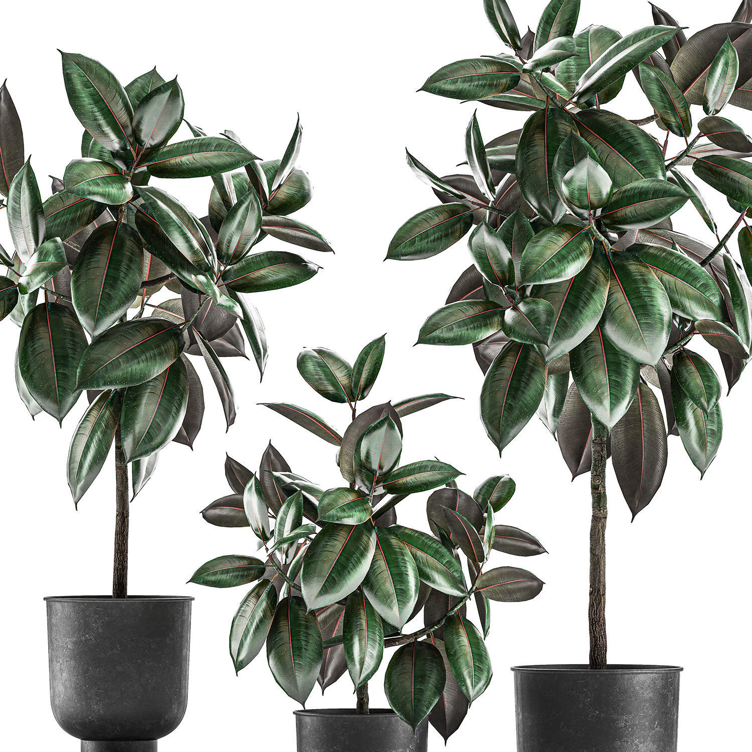 Ficus trees in a pot for the interior 848 3D model_3