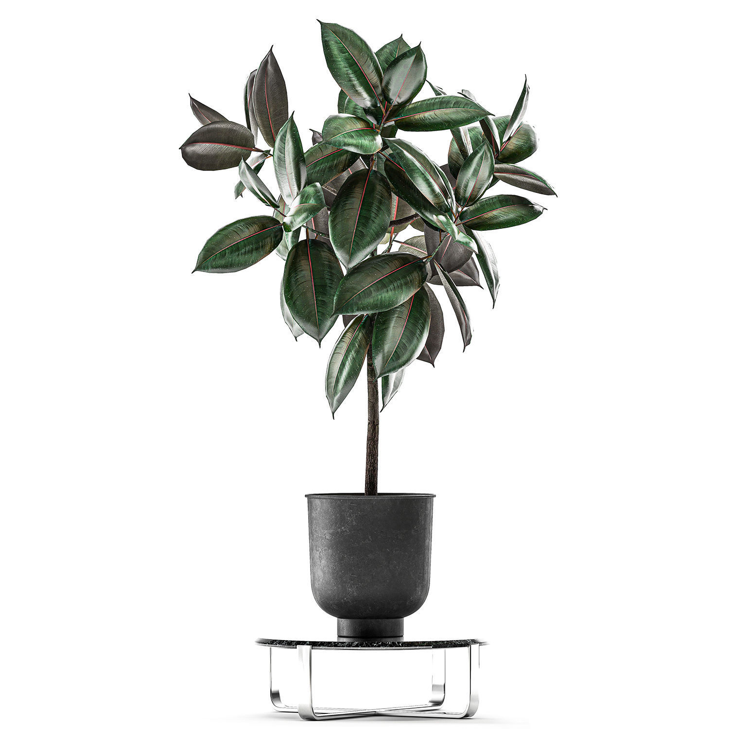 Ficus trees in a pot for the interior 848 3D model_6