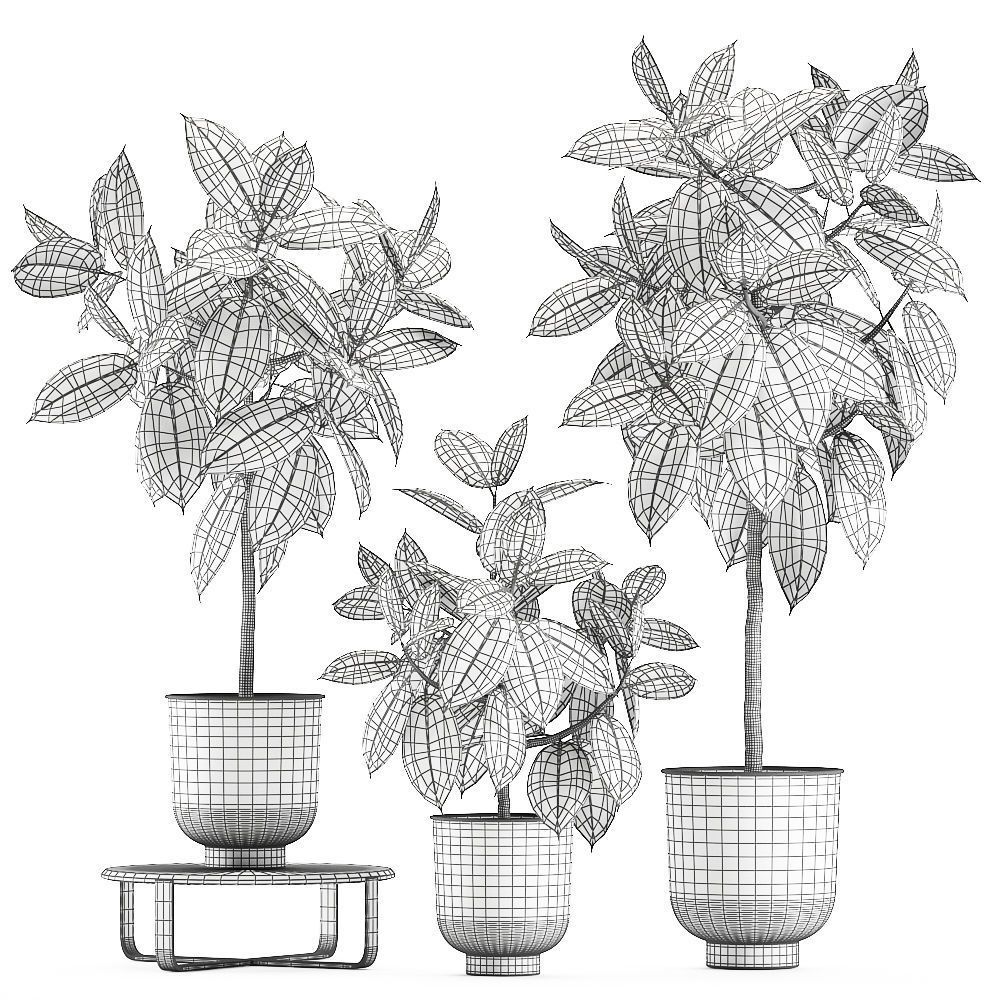 Ficus trees in a pot for the interior 848 3D model_7