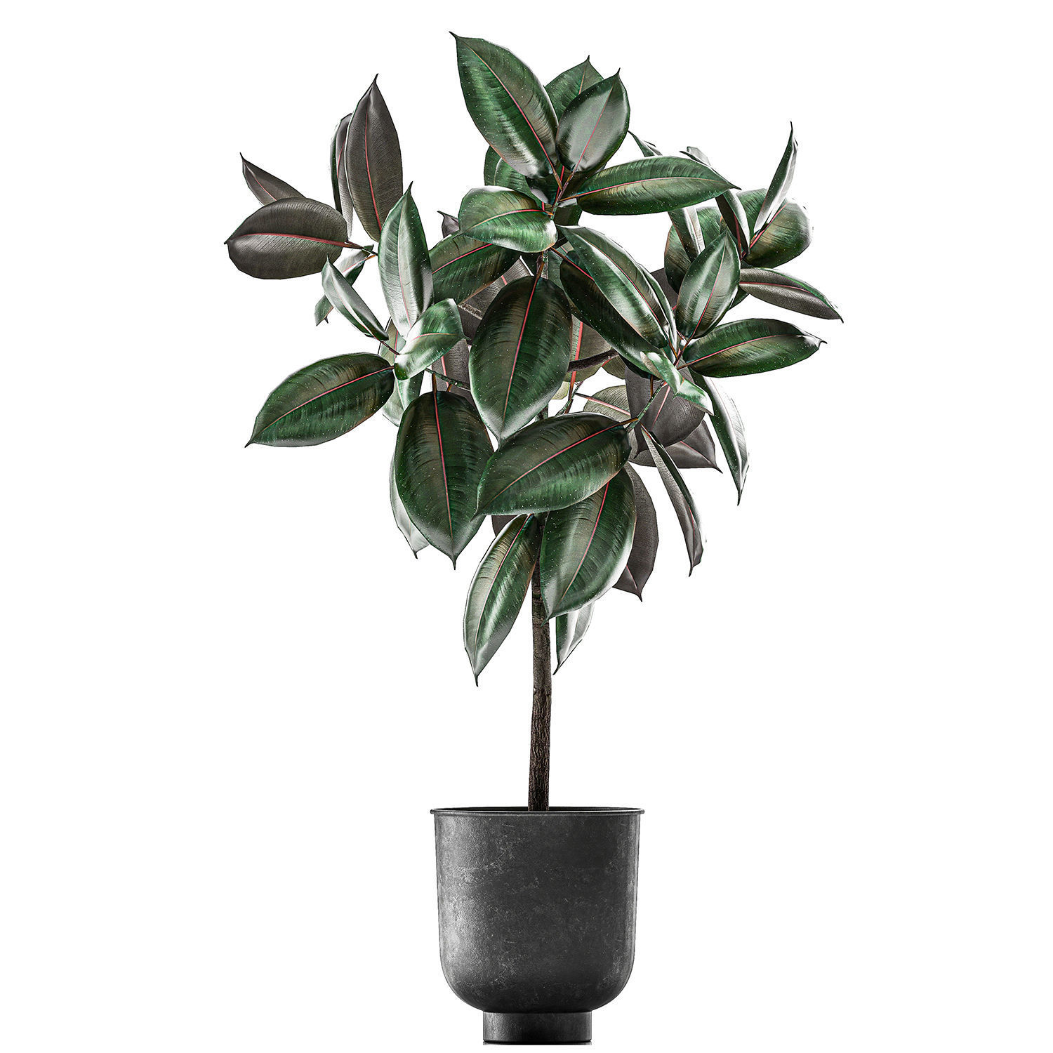 Ficus trees in a pot for the interior 848 3D model_1