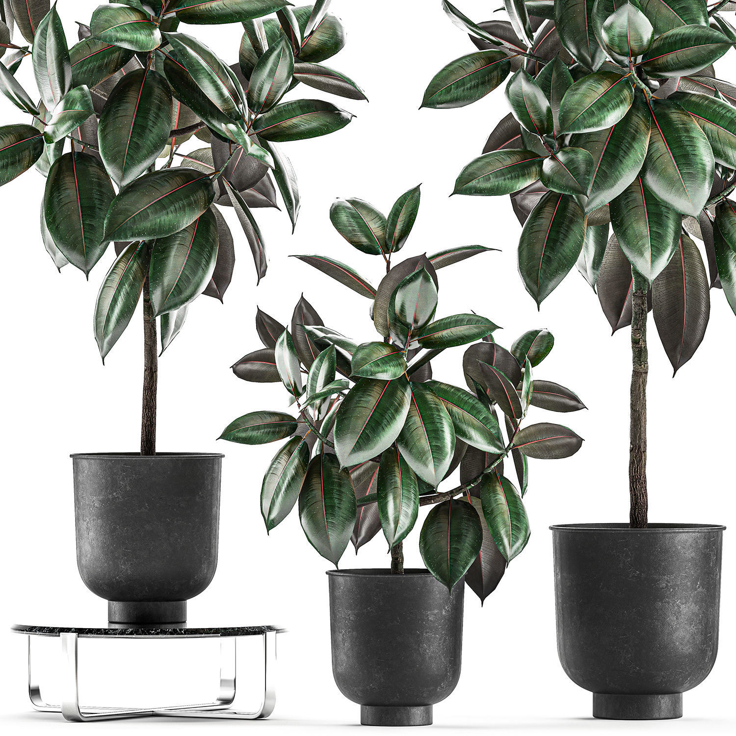 Ficus trees in a pot for the interior 848 3D model_5