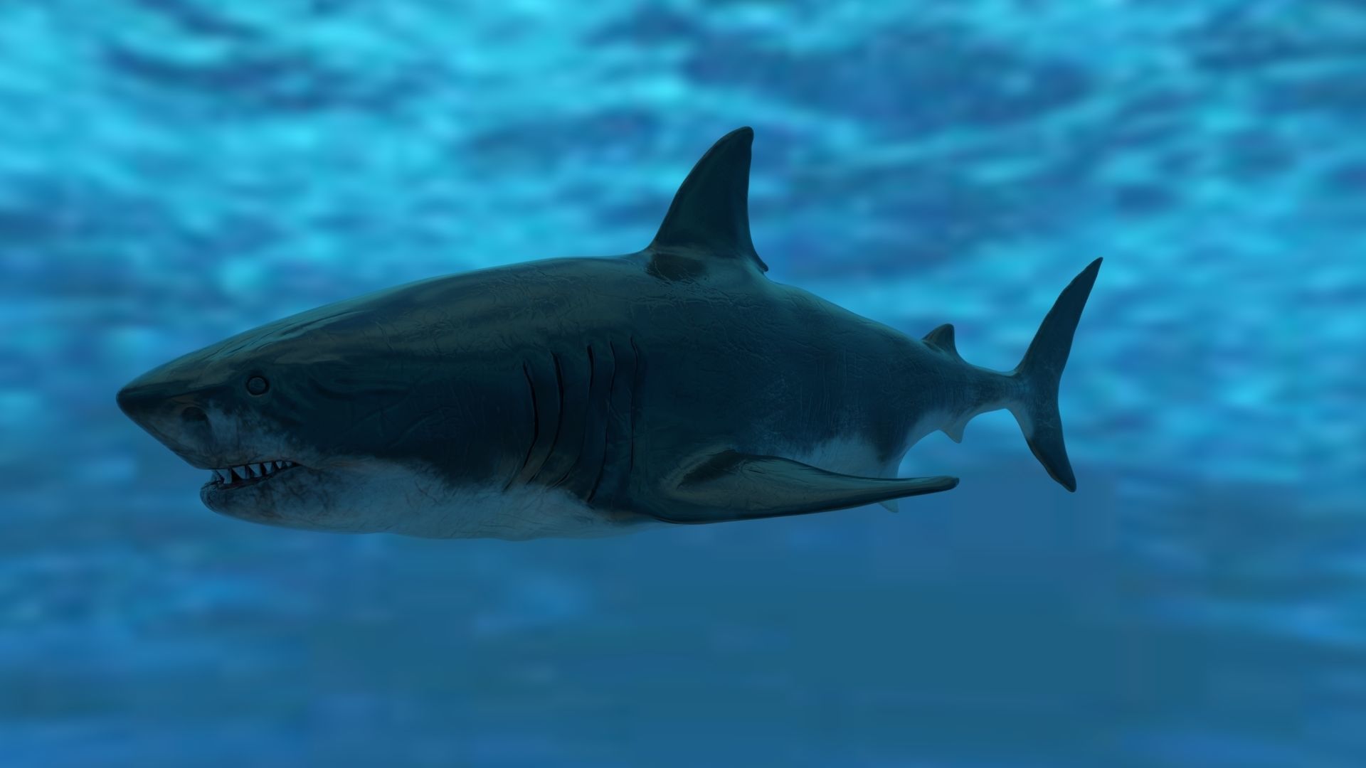 Great White Shark Model  7 animations Pack Low-poly 3D model_10