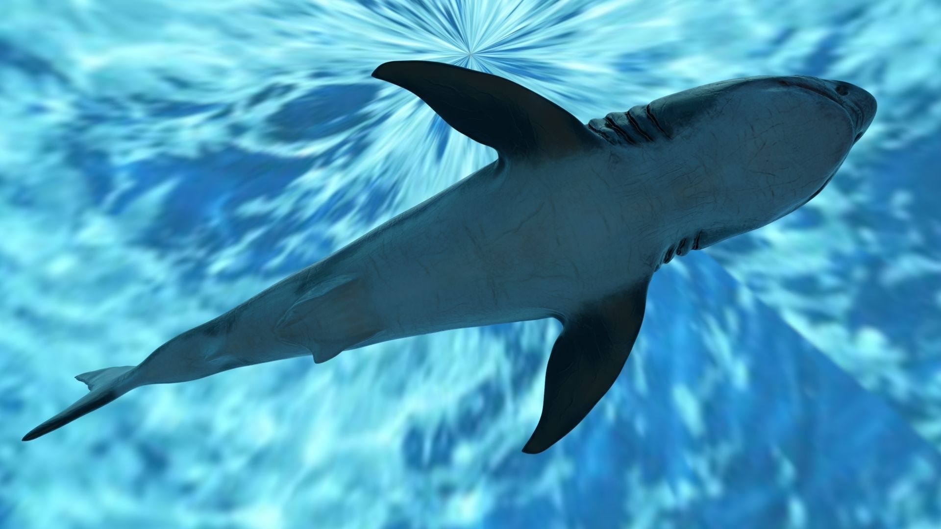 Great White Shark Model  7 animations Pack Low-poly 3D model_14