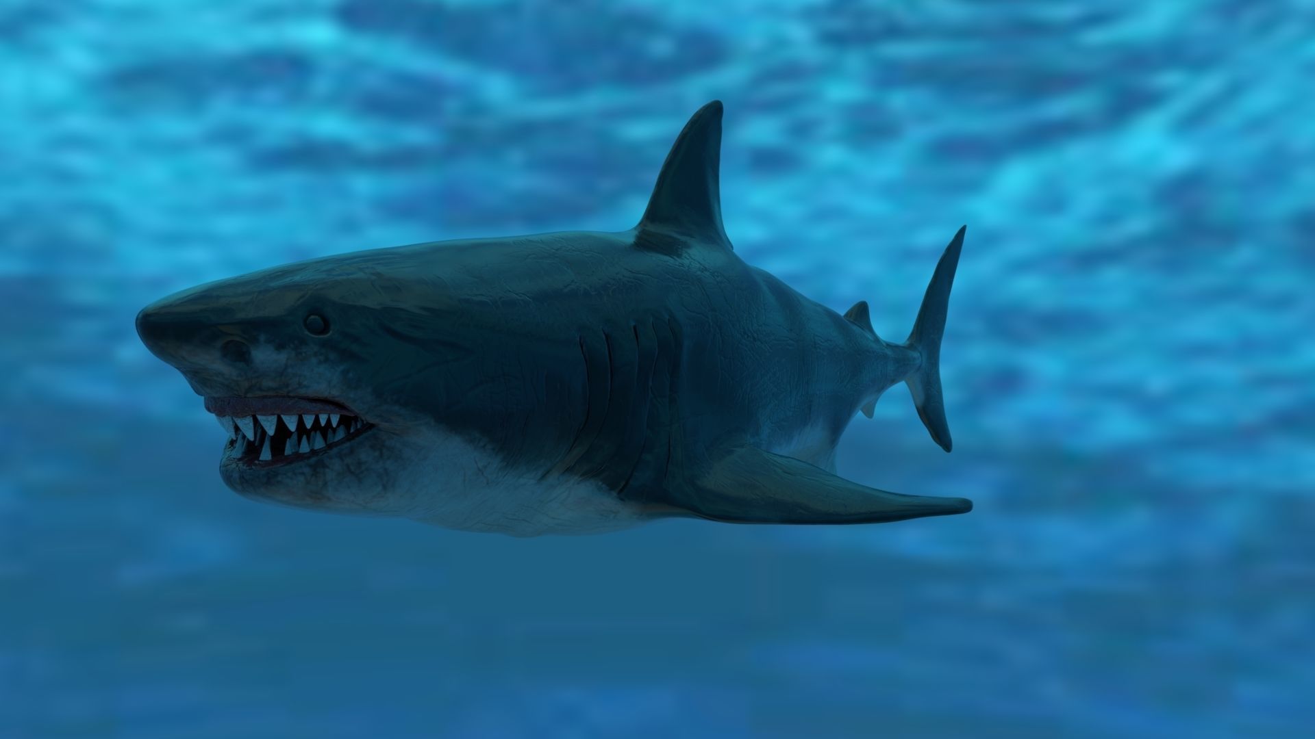 Great White Shark Model  7 animations Pack Low-poly 3D model_12